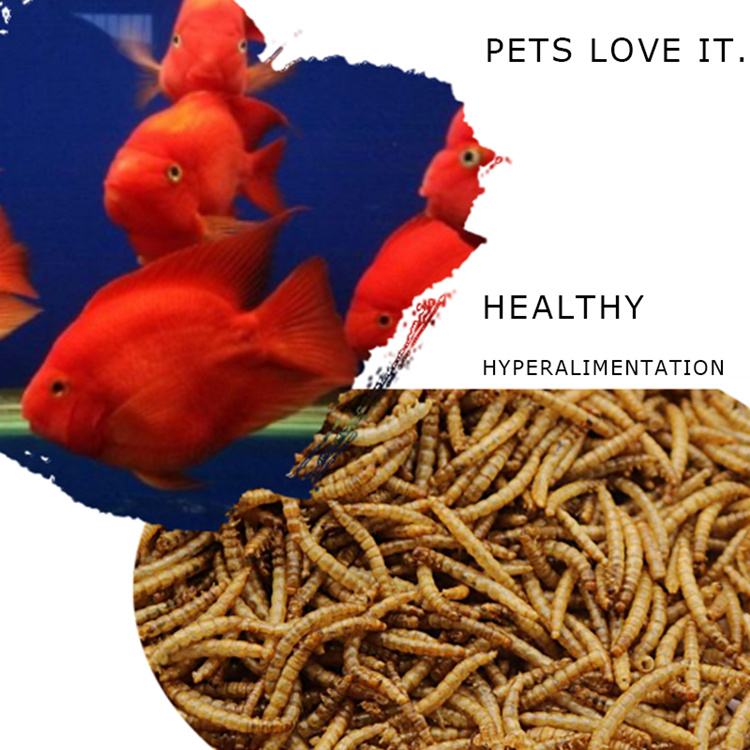 Bird Food Microwave Dried Mealworms Manufacturer in China